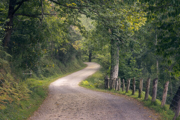 Beautiful Atlantic Forest in Asturias, Spain