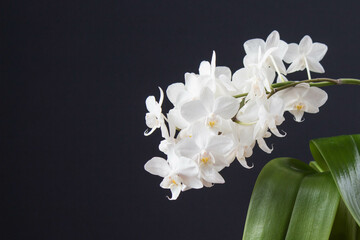 Branch of white orchid. Elegant flowers phalaenopsis on dark background.