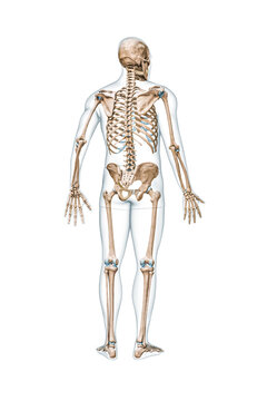 Back view of accurate full human skeleton with male body 3D rendering illustration isolated on white with copy space. Anatomy, blank medical diagram, skeletal system, science, biology concept.