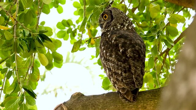 African spotted eagle-owl in tree in daylight looking around; shot from behind