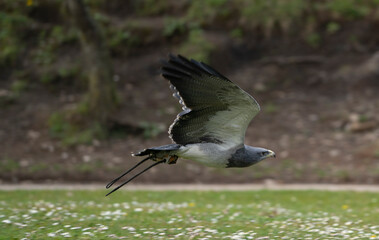 a hawk flying in a bird exhibition
