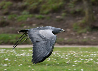a hawk flying in a bird exhibition