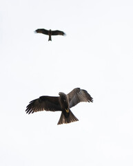 eagle flying fast on a bird exhibition in a nature reserve