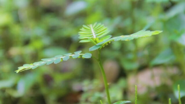 Putri Malu Plants Swaying in the Wind With a Bokeh Background