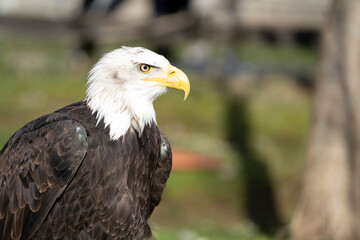 Obraz premium close up shot of an eagle