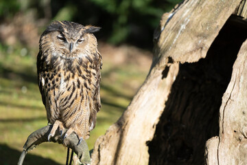 owl standing on a wooden timber looking around in the forest