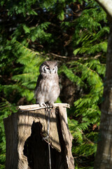 night owl in a bird exhibition