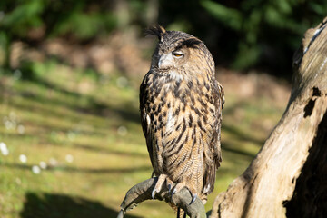 owl standing on a wooden timber looking around in the forest