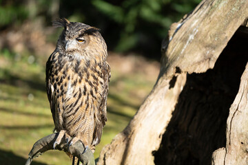 owl standing on a wooden timber looking around in the forest