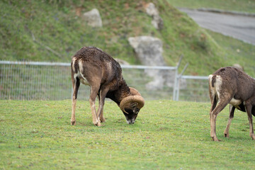 goat eating grass in a farm