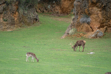deers in cabarceno natural park