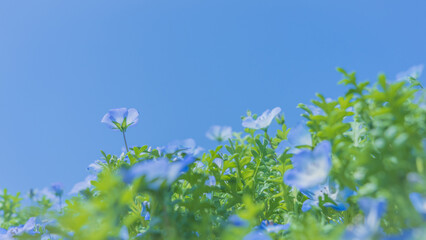 大阪 舞洲 シーサイドパーク ネモフィラ 祭り