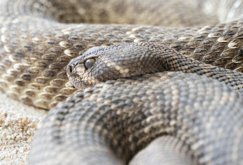 close up shot of a rattlesnake resting in the sand 