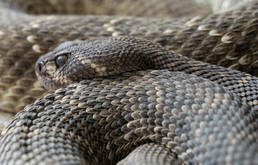 close up shot of a rattlesnake resting in the sand 