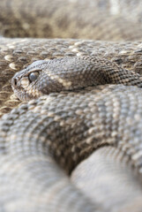 close up shot of a rattlesnake resting in the sand 