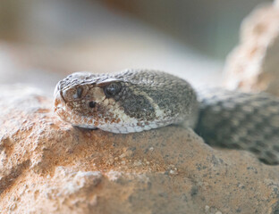 close up shot of a rattlesnake resting in the sand 