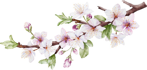 Watercolor cherry blossoms bloom on the branches