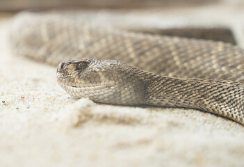 Obraz premium close up shot of a rattlesnake resting in the sand 