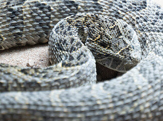 close up shot of a rattlesnake resting in the sand 