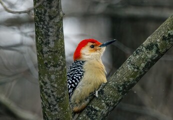 Red-bellied Woodpecker