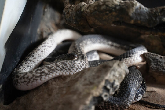 closu up image of a viper snake repting on the ground