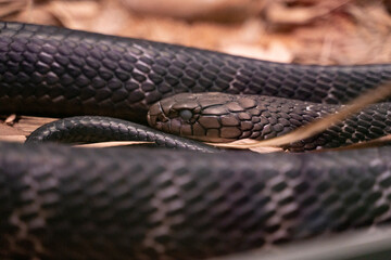 a close up shot of  snake in the ground