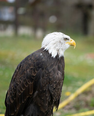 american bald eagle (Haliaeetus leucocephalus) in cabarceno Natural park (close up shot)