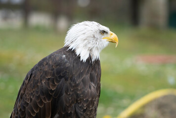 american bald eagle (Haliaeetus leucocephalus) in cabarceno Natural park (close up shot)