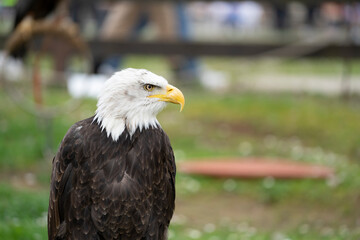 american bald eagle (Haliaeetus leucocephalus) in cabarceno Natural park (close up shot)