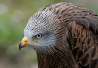Fototapeta premium close up shot of an eagle