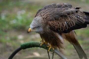 close up shot of an eagle