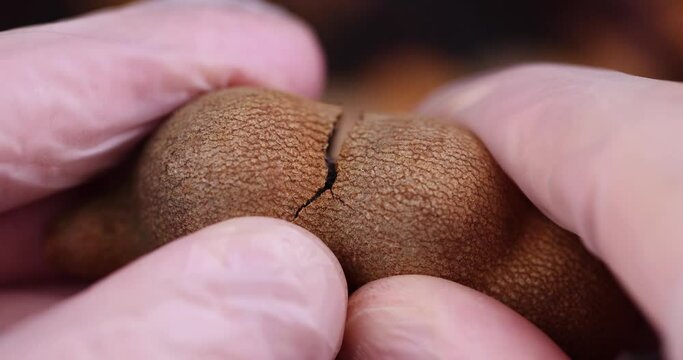 break the peel and open the tamarind fruit covered with mold, close-up of tamarind in the kitchen