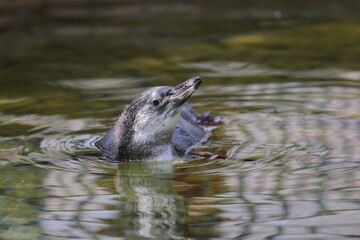 水面から顔を出したペンギンの子供