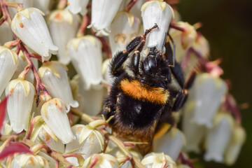 Bumblebee on flower macro closeup - 591118548