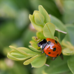 Ladyburg on green leaf macro closeup - 591118559