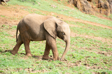 Fototapeta na wymiar cute baby elephant walking on a green field in african grasslands
