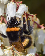 Bumblebee on flower macro closeup - 591118593