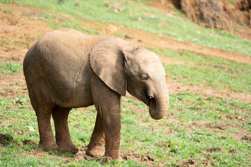 Fototapeta premium baby elephant walking on green field in Cabarceno Natural Park, Spain