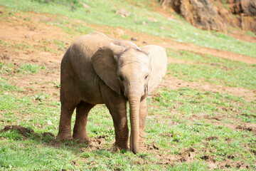 Obraz premium baby elephant walking on green field in Cabarceno Natural Park, Spain