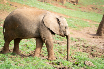 Fototapeta premium elephants pacing peacefully in cabarceno natural park in Cantabria, Spain