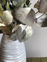A bouquet of green eucalyptus and pistachio branches  in a white vase on a chest of drawers. Natural elements of spring