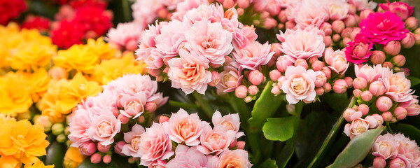Kalanchoe plant with pink flowers, Kalanchoe blossfeldiana, top view banner