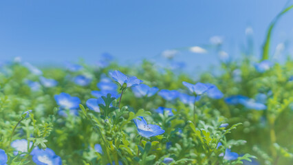大阪 舞洲 シーサイドパーク ネモフィラ 祭り