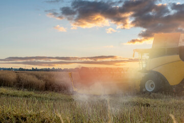 Fototapeta premium Wheat harvesting in the summer season by a modern combine harvester. Farmers securing food supply and feeding the nation