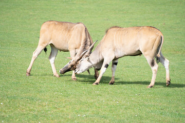 two eland antelope (Taurotragus oryx ) males fighting each other on the grasslands