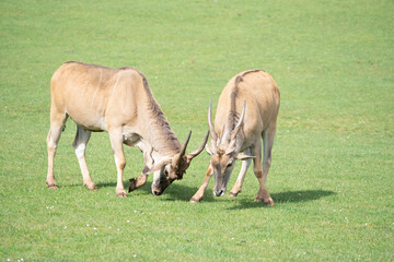 Naklejka na ściany i meble two eland antelope (Taurotragus oryx ) males fighting each other on the grasslands