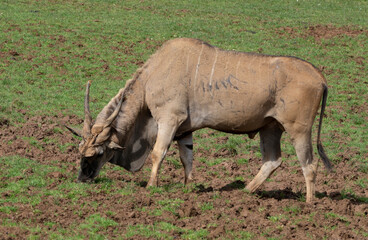 Obraz premium antelope in cabarceno natural park