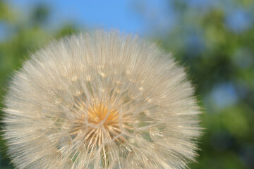 Nature background with Dandelion. Dandelion on a green blue background. Freedom to Wish. Abstract dandelion flower background. Seed macro closeup. Soft focus. Silhouette fluffy flower. Fragility