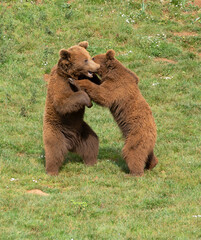 two male brown bears fighting each other on the grass