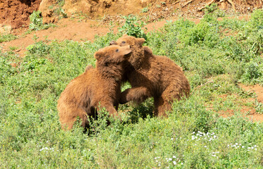 two male brown bears fighting each other on the grass